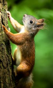 Preview wallpaper squirrel, bark, wildlife