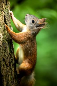 Preview wallpaper squirrel, bark, wildlife