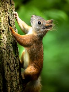 Preview wallpaper squirrel, bark, wildlife