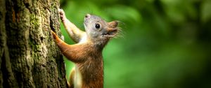 Preview wallpaper squirrel, bark, wildlife