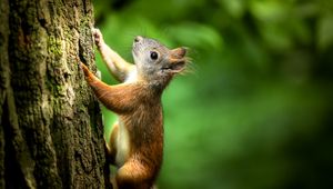 Preview wallpaper squirrel, bark, wildlife