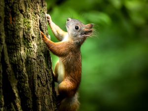 Preview wallpaper squirrel, bark, wildlife