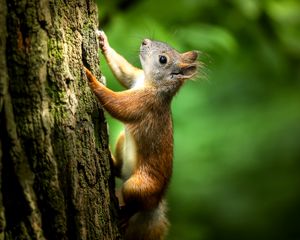 Preview wallpaper squirrel, bark, wildlife