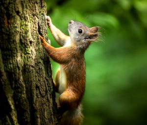 Preview wallpaper squirrel, bark, wildlife