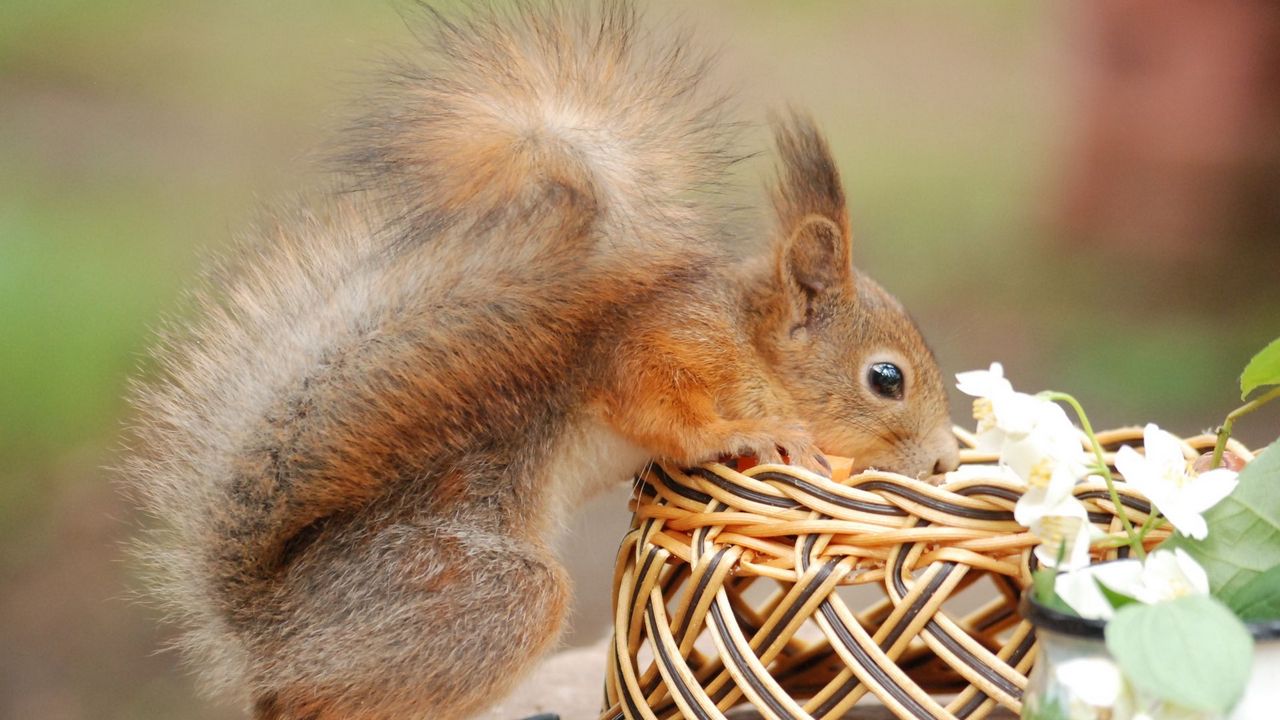 Wallpaper squirrel, basket, flower, climb, curiosity