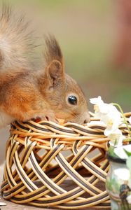 Preview wallpaper squirrel, basket, flower, climb, curiosity