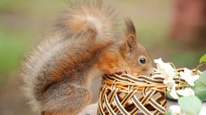 Preview wallpaper squirrel, basket, flower, climb, curiosity