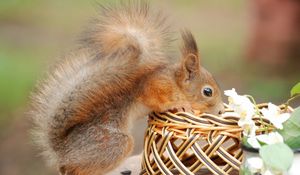 Preview wallpaper squirrel, basket, flower, climb, curiosity