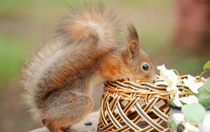 Preview wallpaper squirrel, basket, flower, climb, curiosity