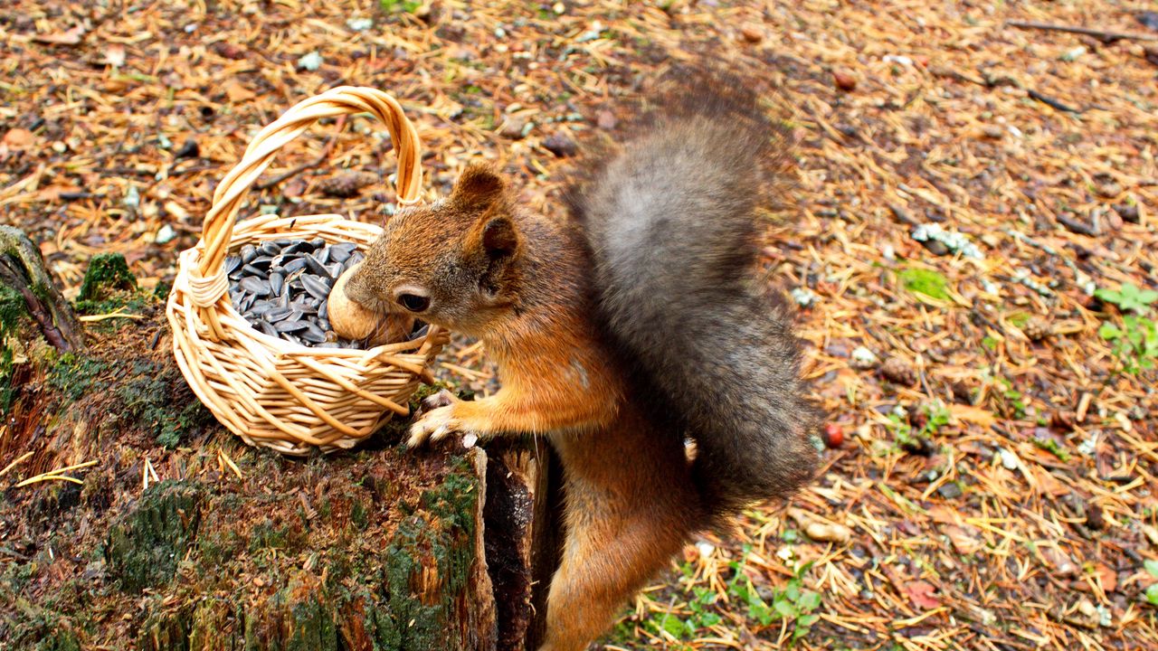 Wallpaper squirrel, basket, seeds, stump, food