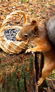 Preview wallpaper squirrel, basket, seeds, stump, food