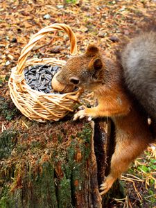 Preview wallpaper squirrel, basket, seeds, stump, food