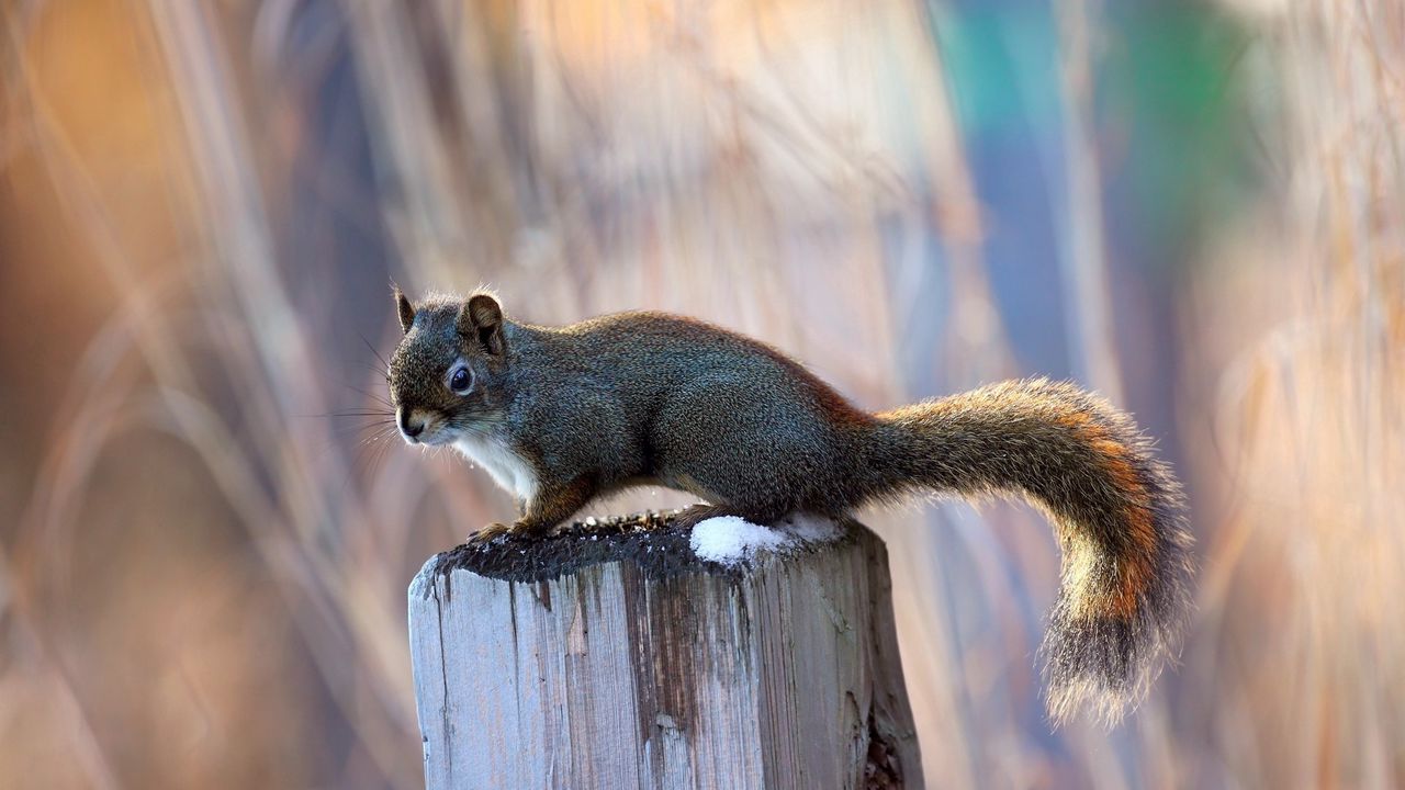Wallpaper squirrel, beam, pillar, sitting, tail