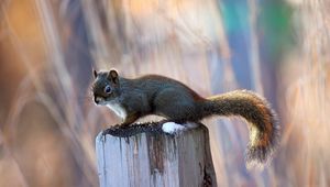 Preview wallpaper squirrel, beam, pillar, sitting, tail