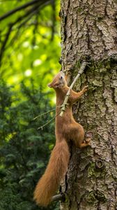 Preview wallpaper squirrel, beast, tree, bark