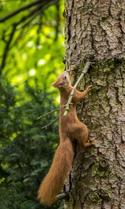 Preview wallpaper squirrel, beast, tree, bark