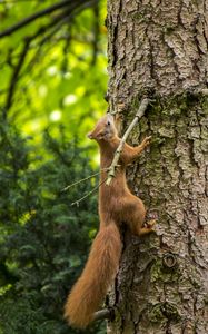 Preview wallpaper squirrel, beast, tree, bark