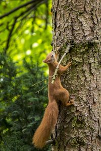 Preview wallpaper squirrel, beast, tree, bark