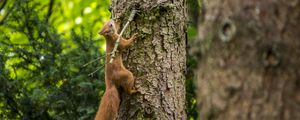 Preview wallpaper squirrel, beast, tree, bark