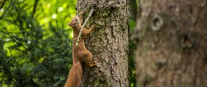 Preview wallpaper squirrel, beast, tree, bark