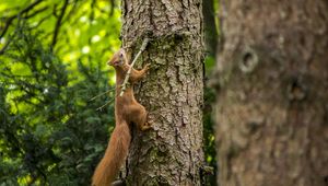 Preview wallpaper squirrel, beast, tree, bark