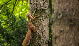Preview wallpaper squirrel, beast, tree, bark