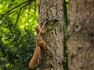 Preview wallpaper squirrel, beast, tree, bark
