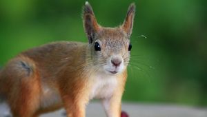 Preview wallpaper squirrel, berries, animal