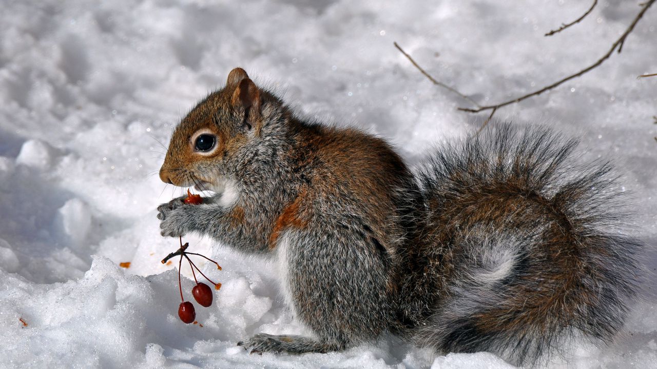 Wallpaper squirrel, berries, snow, food, sit