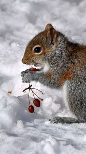 Preview wallpaper squirrel, berries, snow, food, sit