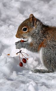 Preview wallpaper squirrel, berries, snow, food, sit