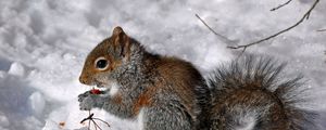 Preview wallpaper squirrel, berries, snow, food, sit