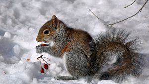 Preview wallpaper squirrel, berries, snow, food, sit