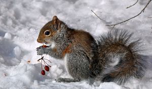 Preview wallpaper squirrel, berries, snow, food, sit