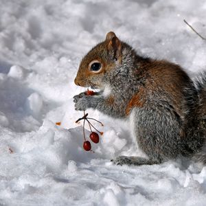 Preview wallpaper squirrel, berries, snow, food, sit