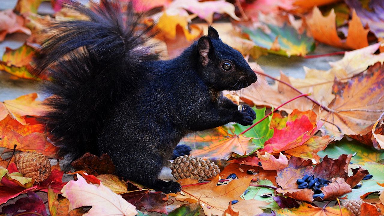 Wallpaper squirrel, black, autumn, foliage, cones