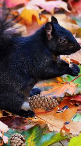 Preview wallpaper squirrel, black, autumn, foliage, cones