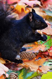 Preview wallpaper squirrel, black, autumn, foliage, cones