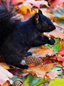 Preview wallpaper squirrel, black, autumn, foliage, cones