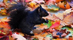 Preview wallpaper squirrel, black, autumn, foliage, cones
