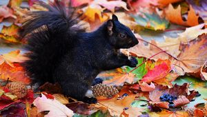 Preview wallpaper squirrel, black, autumn, foliage, cones