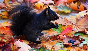 Preview wallpaper squirrel, black, autumn, foliage, cones