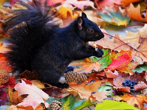 Preview wallpaper squirrel, black, autumn, foliage, cones