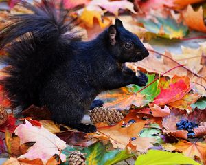 Preview wallpaper squirrel, black, autumn, foliage, cones