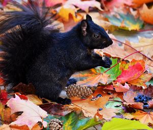 Preview wallpaper squirrel, black, autumn, foliage, cones