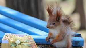 Preview wallpaper squirrel, box, gift, blurred