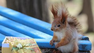 Preview wallpaper squirrel, box, gift, blurred