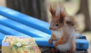 Preview wallpaper squirrel, box, gift, blurred