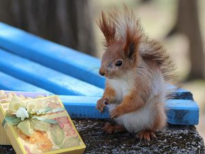 Preview wallpaper squirrel, box, gift, blurred