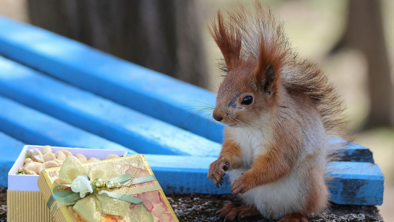 Wallpaper squirrel, box, shop